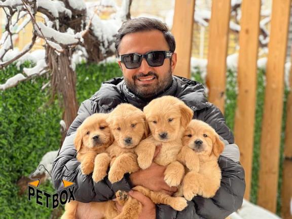 فروش توله ی گلدن رتریور  - فروش سگ گلدن رتریور