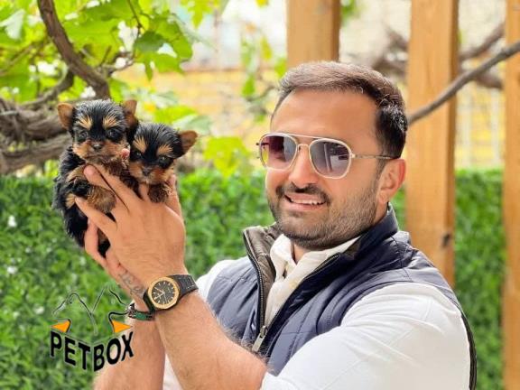 فروش توله های یورکشایر 