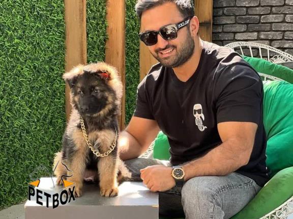 فروش توله های مو بلند ژرمنشپرد - فروش سگ ژرمن شپرد