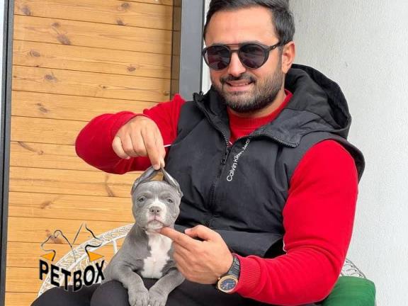 فروش توله های امریکن بولی - امریکن بولی