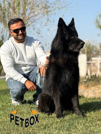 فروش توله ژرمن شپرد بلک
