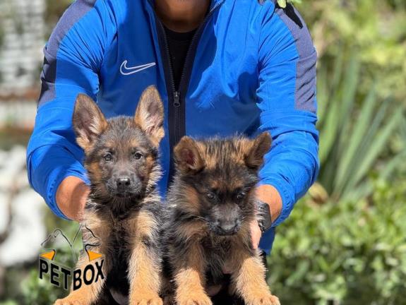 فروش سگ ژرمن شپرد