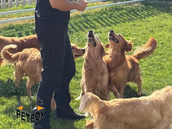 فروش توله گلدن رتریور