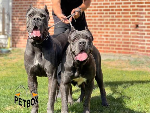 فروش توله کن کورسو