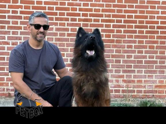 فروش توله های مو بلند ژرمن شپرد