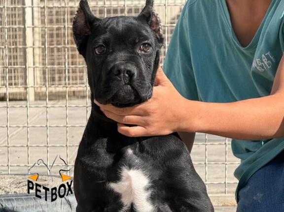 فروش توله کن کورسو 