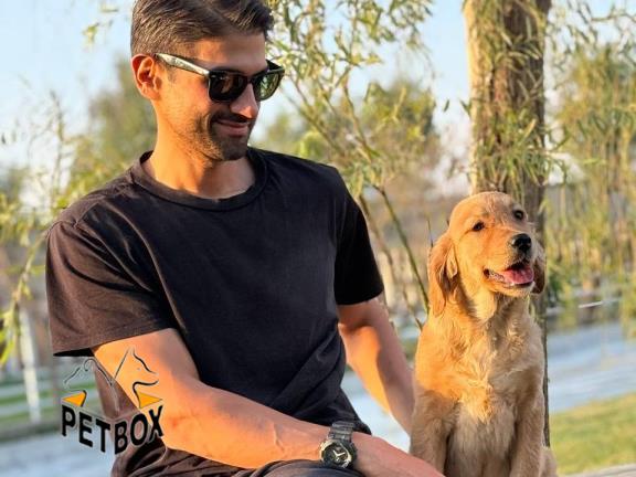 فروش توله گلدن رتریور