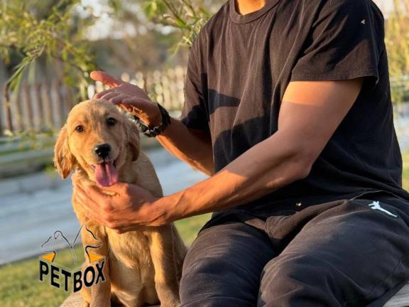 فروش توله گلدن رتریور