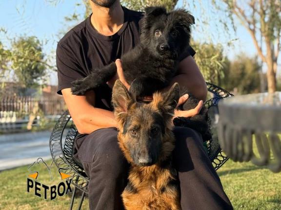 فروش توله های ژرمنشپرد