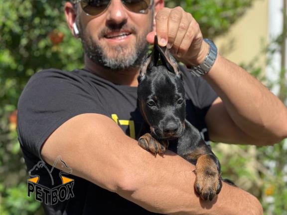 فروش توله دوبرمن تیپ اروپایی