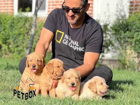 فروش گلدن رتریور