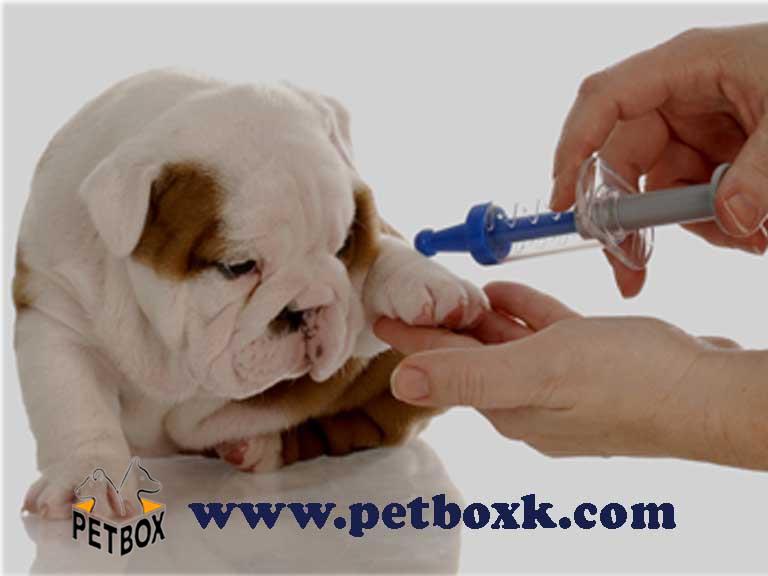  ( Parvovirus )  ویروس پاروو  چیست؟